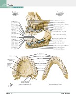 Frank H. Netter, MD - Atlas of Human Anatomy (6th ed ) 2014, page 79